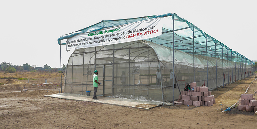 CERAGRU greenhouse for multiplying cassava seedlings