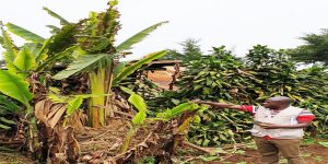 A quarantine inspector observing banana mat destroyed by the banana bunchy top virus that was first reported in sub-Saharan Africa about 60 years ago, presently widespread in Central African and recently invaded West Africa.