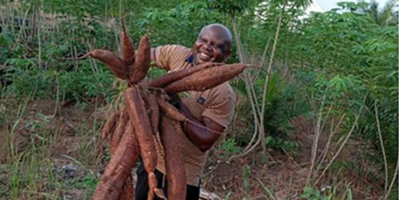 One of the cassava producers expressing delight with his harvest output from the newly released variety of cassava.