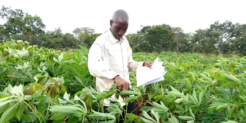Cassava seed entrepreneur (CSE) inspecting his field.
