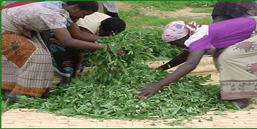 Grace Kamanga from the Department of Agriculture Services (carrying leaves) and casual workers mixing chopped cassava foliage and roots. Photo credit: Judith Chikoti (DARS)