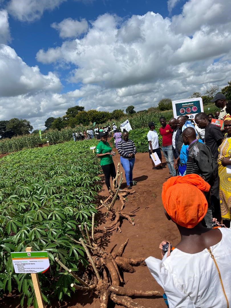 Different cassava varieties showcased including Chinagwa 3 during the Field day.