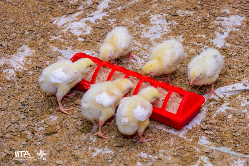 Chicks feeding in Mariam and Nasir’s brooding pen.