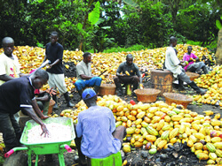Cocoa farmers break pods.