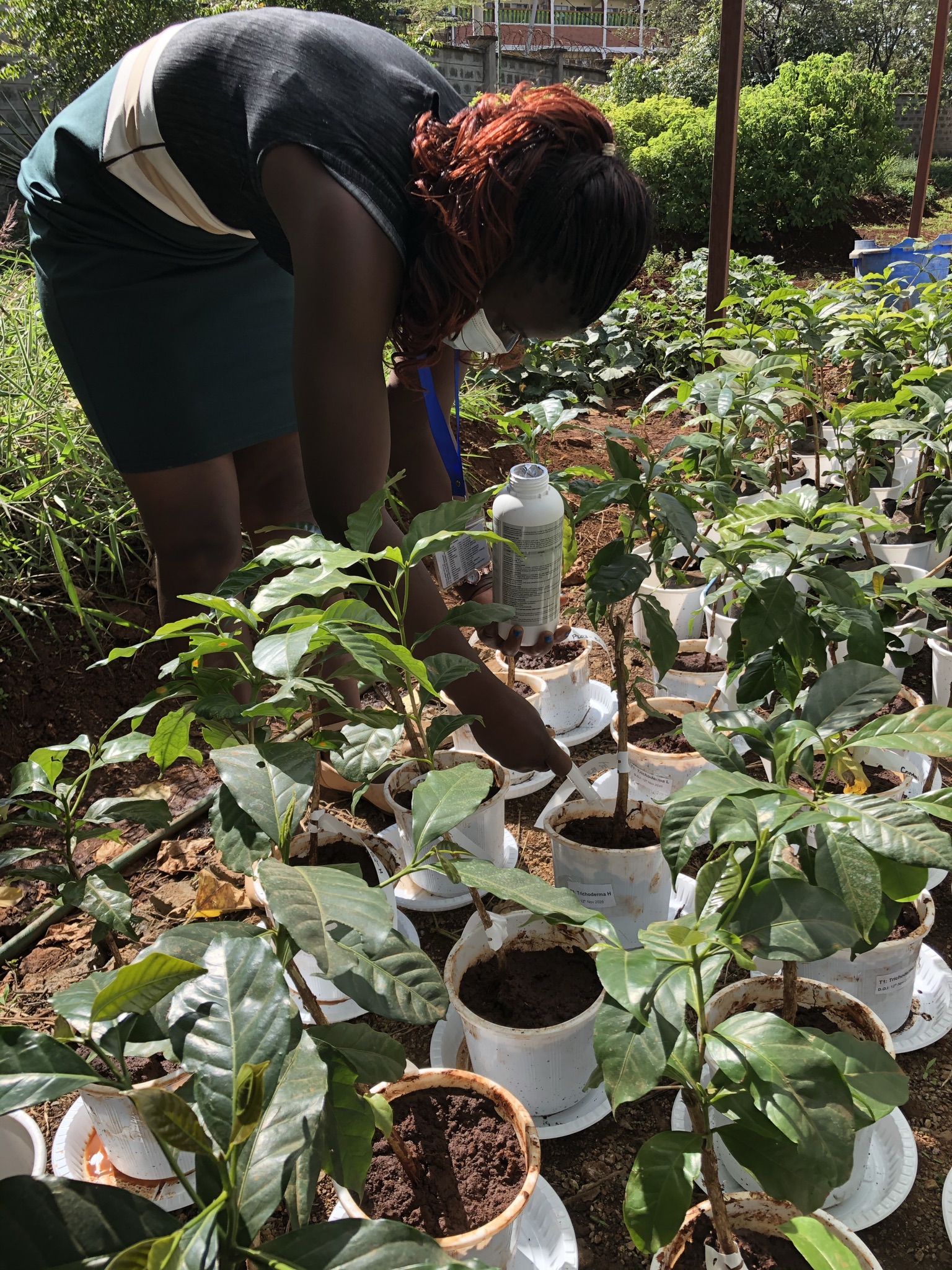 Treating coffee plants in the pot experiment