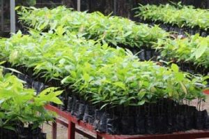 Picture of cocoa plants