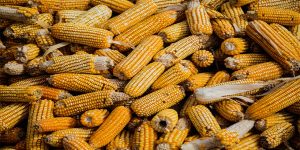 Up to 45% of crops are lost after harvest.