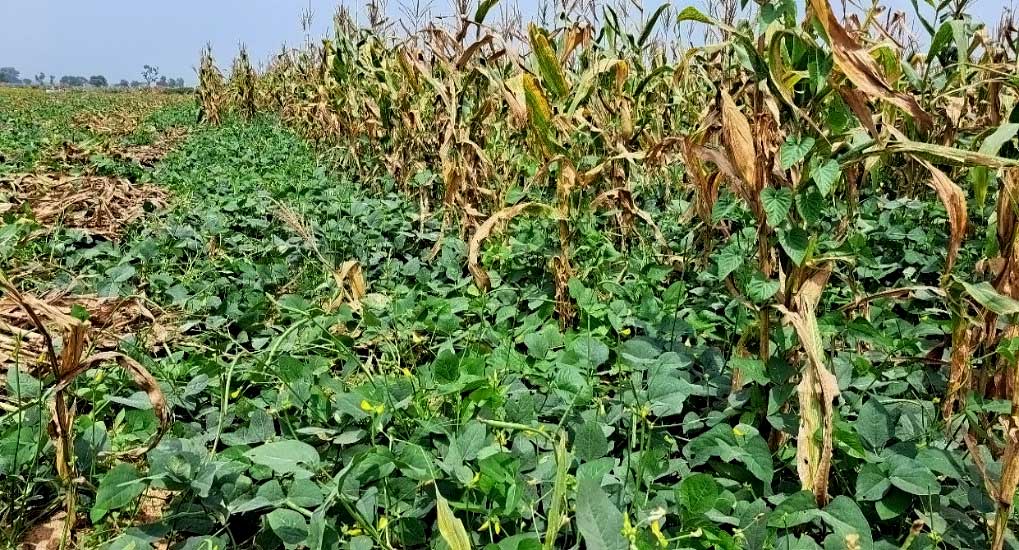 Cowpea relayed into maize. The first crop, maize, is being harvested.