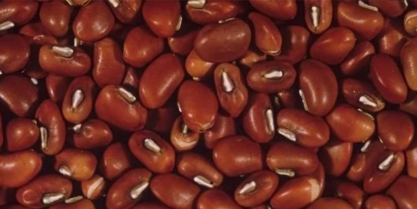 Cowpea seed gerplasm