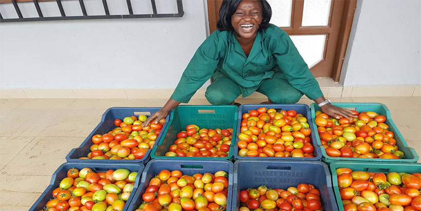 Credit access impacts tomato productivity among Tanzanian youth farmers