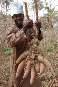Picture of man with cassava