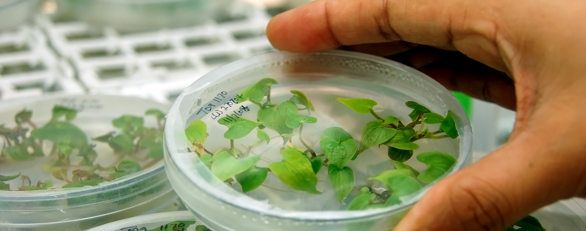 Phytosanitary Awareness Week 2020