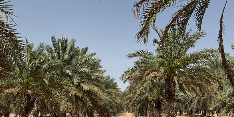Date palm field in the United Arab Emirates.