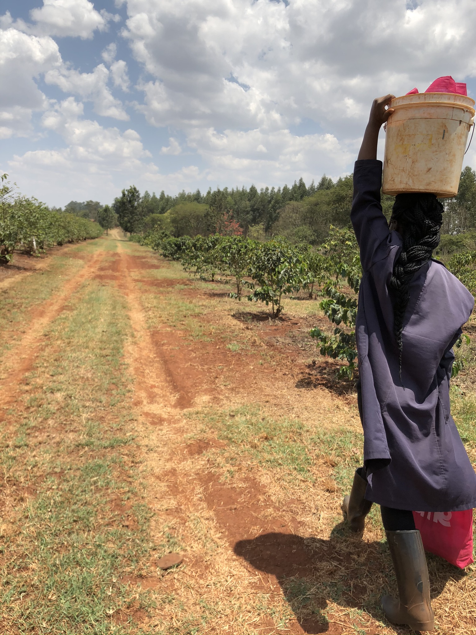 Work in the coffee field requires commitment.