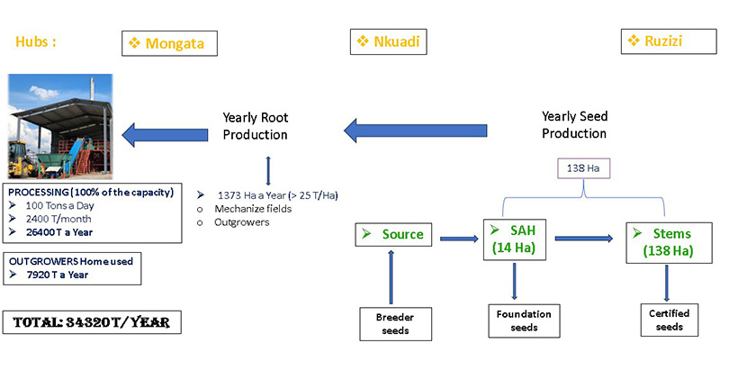 Diagram of cassava production from field to factory.