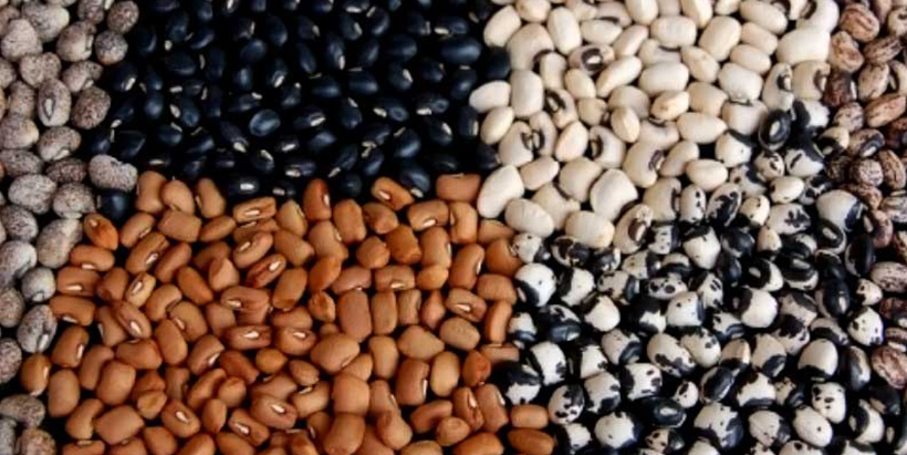 Diversity of cowpea seeds