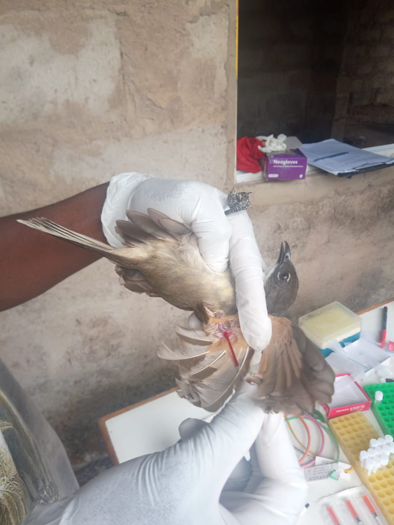 Dr Adewale Awoyemi collecting a blood sample from the brachial vein of a calm Simple Leaflove (Chlorocichla simplex) in Ado-Ekiti on 16 September 2023. The sample was taken to screen for haemosporidian parasites as part of data collection for the present study.