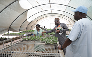 Dr Jeremie Zoungrana and Dr Audu Grema at the Semi-Autotrophic Hydroponics multiplication center with Cassava Seed Specialist Dr Mercy Diebiru-Ojo.