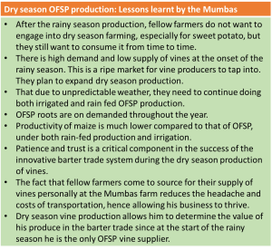 Picture of Dry season OFSP production