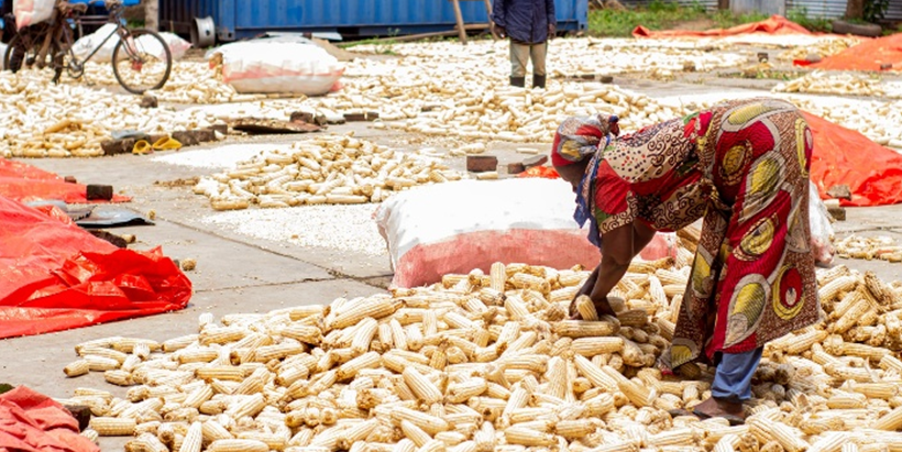 Drying and shelling of maize surpluses at campaign collection points