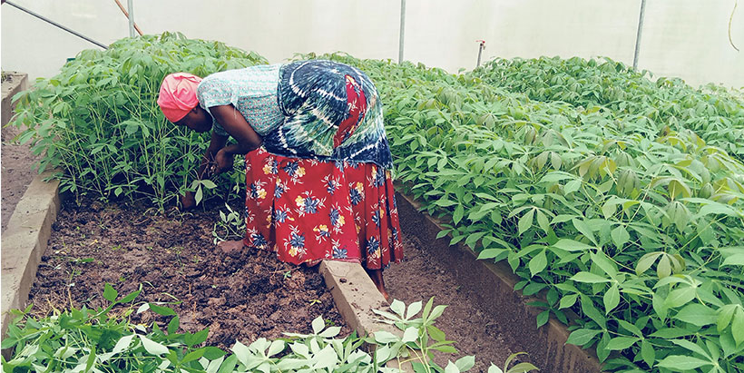 Early-generation seed multiplication using pencil stem technology at TARI Kibaha. (Photo Credit: Salum Manzi)