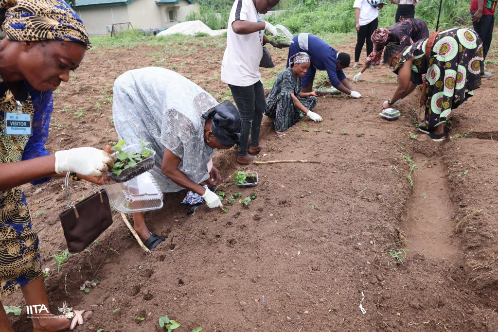 Empowered by hands-on training, women farmers immediately applying their new skills in seed yam.