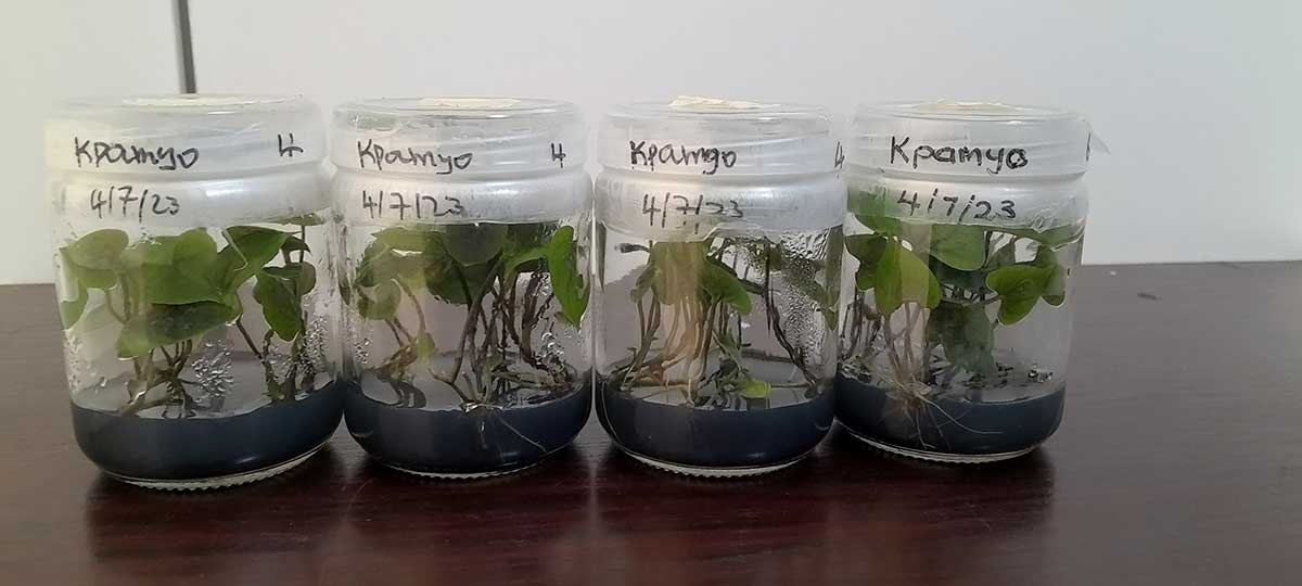 Tissue culture plantlet inside jar glass.