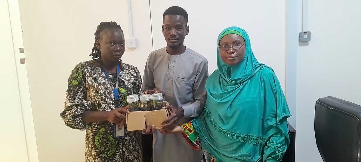 Prof Morufat Balogun and Ajayi Adeola handing over tissue culture plantlets to Ziblila Sayibu.