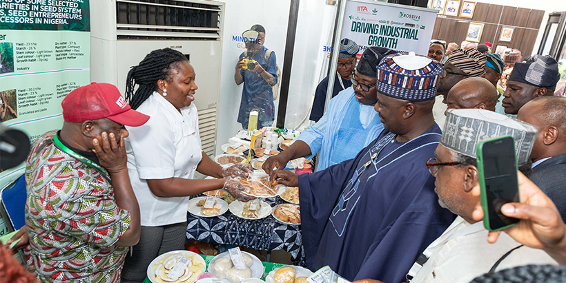 The Honourable Minister of Agriculture, Senator Abubakar Kyari, samples cassava-based products at the IITA/PROSSIVA stand alongside senators and senior government officials. The visit prompted substantive discussions on scaling production and strengthening domestic distribution networks for cassava-derived goods.