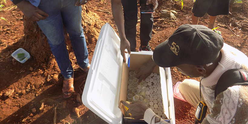 FAO partner observing FAW egg parasitoids in vials ready for release in the field.