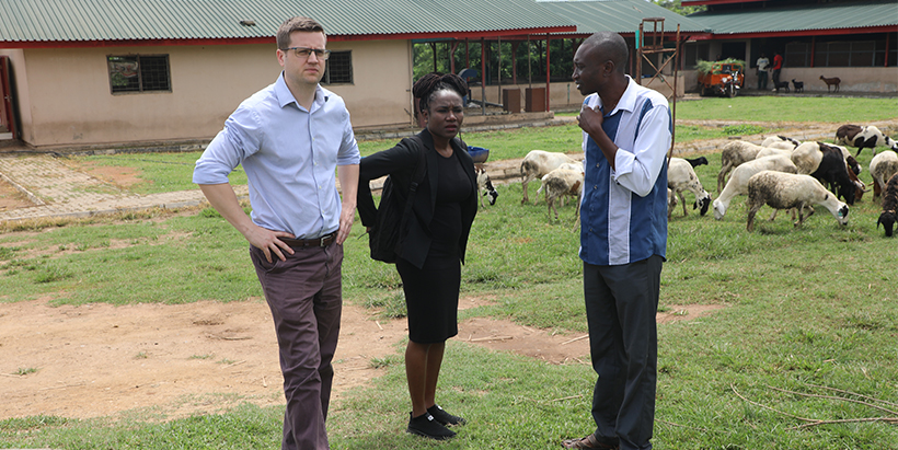 FCDO Food and Agriculture Advisor Nicholas Baynham and Deputy Program Manager Naanchin Muhammad visiting the ILRI Livestock farm.