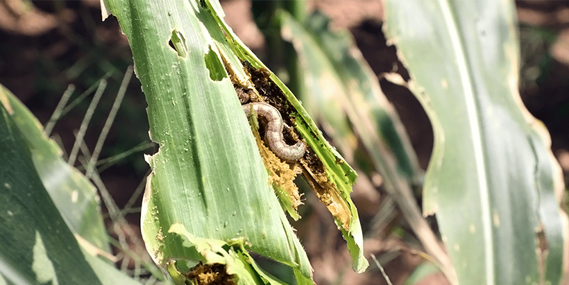 Fall armyworm on a maize plant
