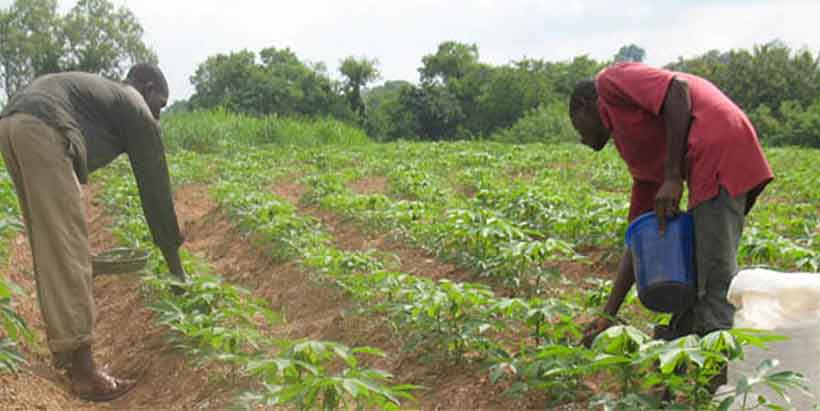 Farmers applying fertilizer on a cassava field