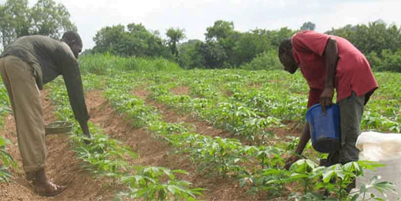 Farmers applying fertilizer to a cassava farm.