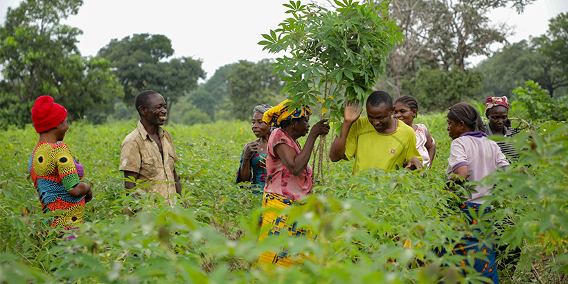  Farmers practicing ratooning at the demonstration plots at Kwande LGA