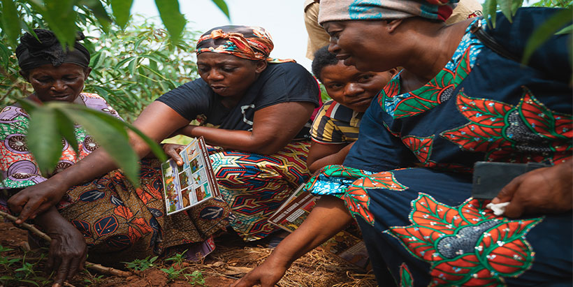 Farmer’s evaluating the cassava stems and leaves.
