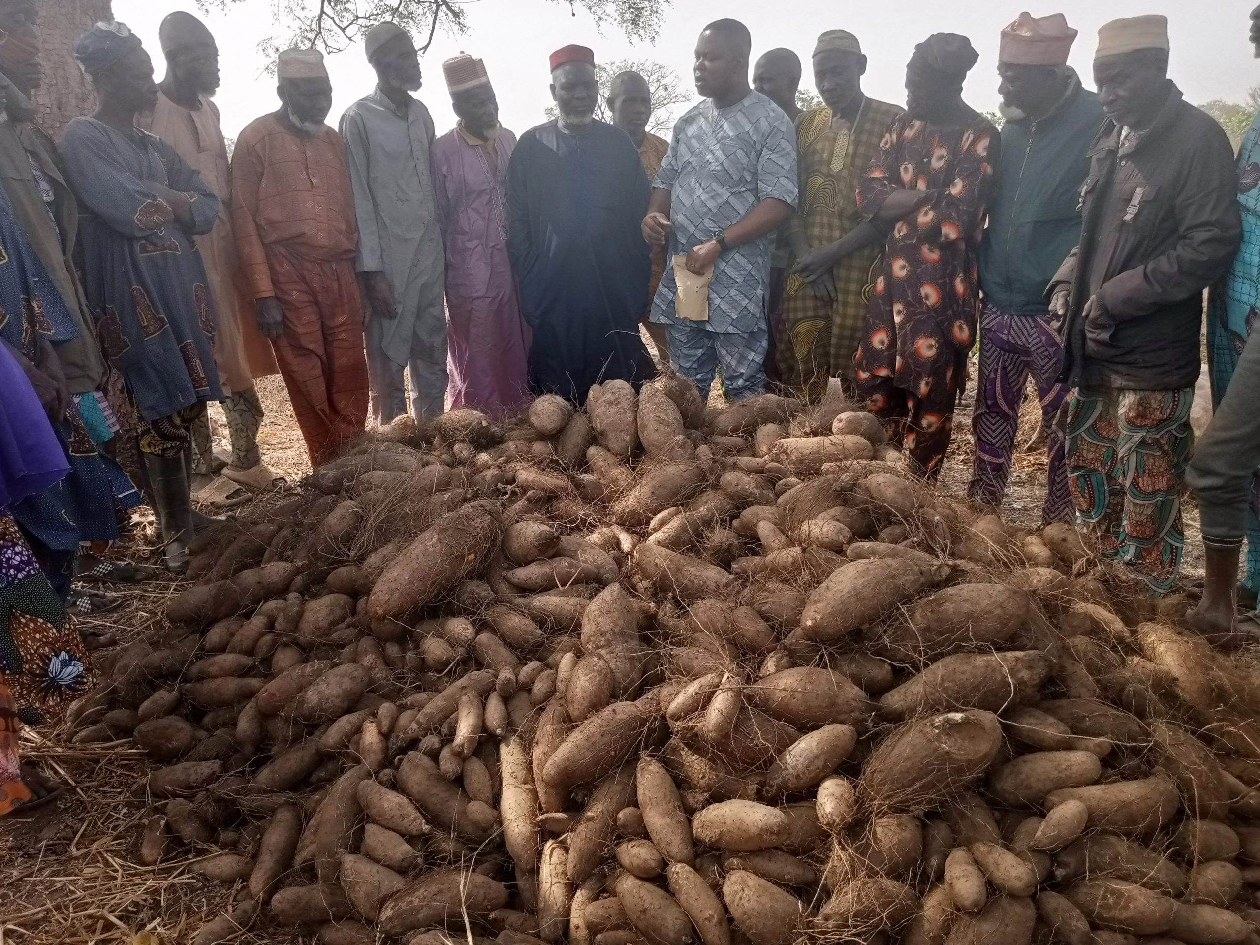 Farmers ready with Discorea alata (water yam) for processing.