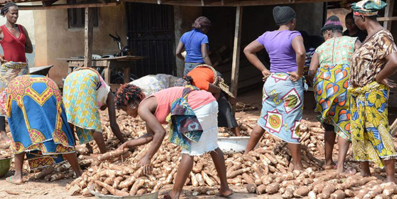  Female farmers and traders sorting cassava roots at a market in south west Nigeria