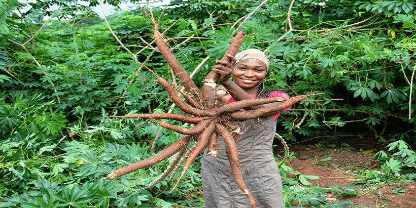 Field worker displaying harvesting cassava roots.