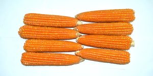 Maize is both a food and industrial crop with many uses.