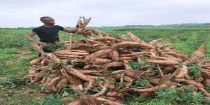 Farmer excited at harvest and hope of increased income.