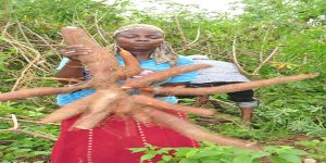 Women generally prefer high-product yield cassava for processing to garri or fufu.