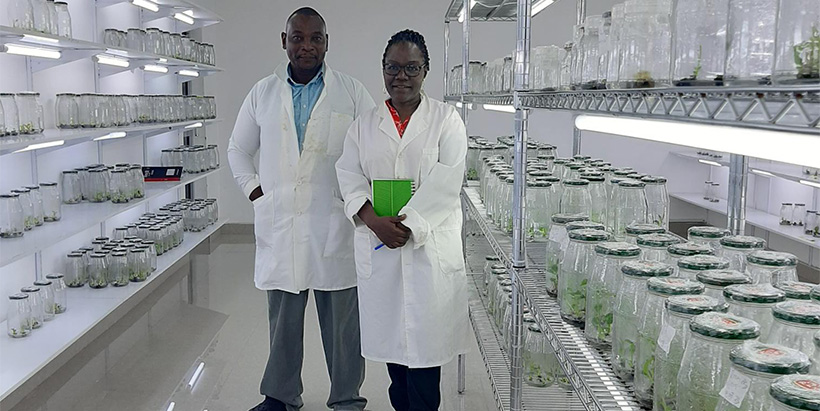 Frankie and Delphine at Hortinet tissue culture laboratory  growth room filled with banana cultures. 