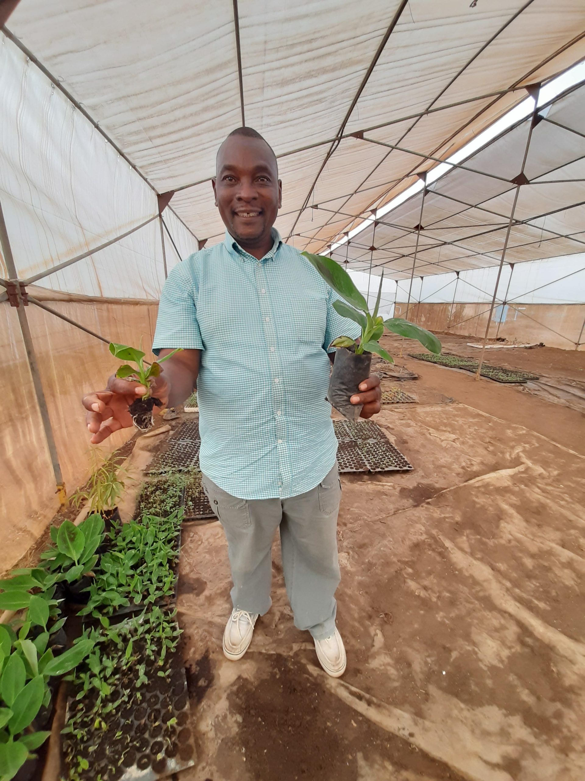 Frankie shows pre-hardened and fully hardened banana plants in Hortinet screenhouse.