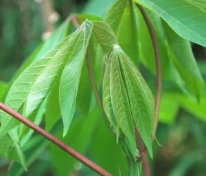 Fresh cassava shoots