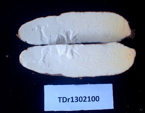 Fresh tuber color of new variety (SharpSharp).
