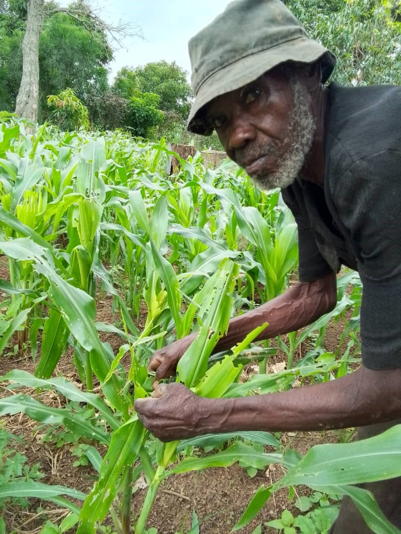 Gaetin's maize crops are still at the mercy of the fall armyworm seven years after the devastating outbreak.