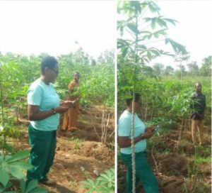 A Tricot farmer discussing her preferences for plant architecture.