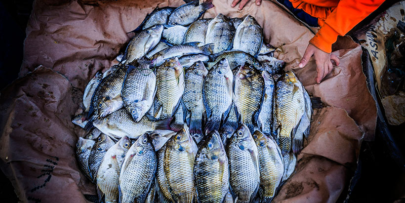 Researchers reveal factors responsible for Tilapia consumption preferences of low-income consumers in Egypt