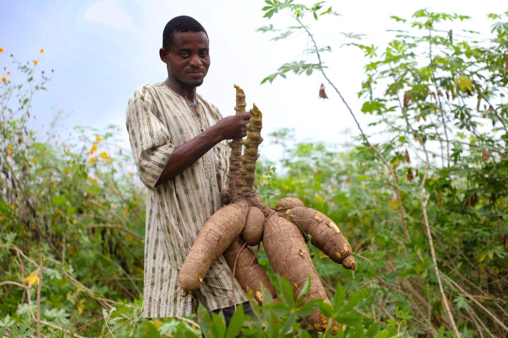 Cassava roots harvested from an IITA field trials.